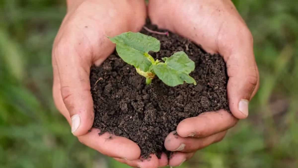 Organic Fertilisers To Make From Kitchen Ingredients For Plants