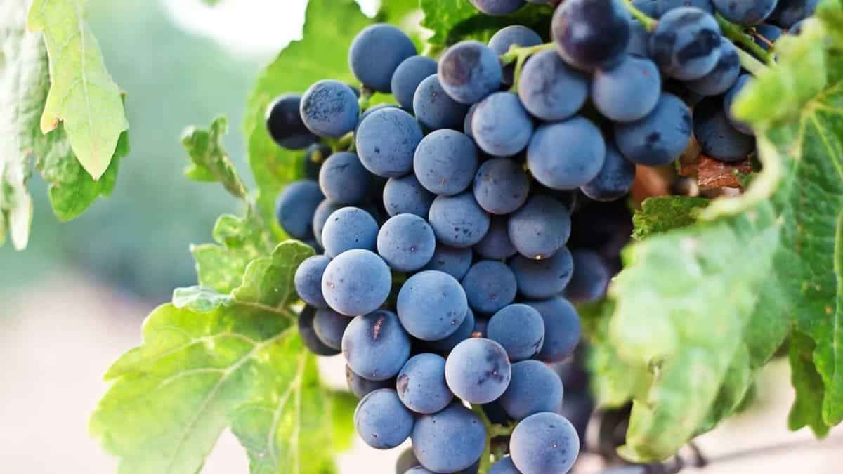  7 Health Reasons To Choose Black Grapes Over Other Grapes