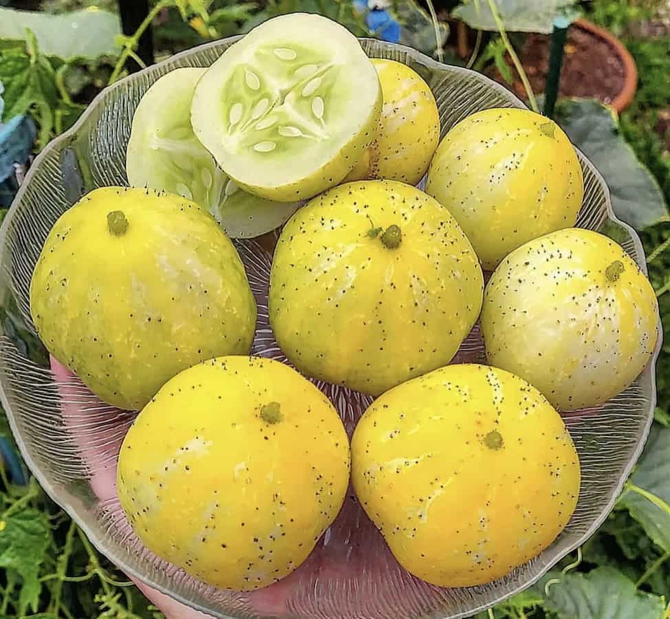 Lemon Cucumbers: A Vibrant Twist To The Regular Cucumber