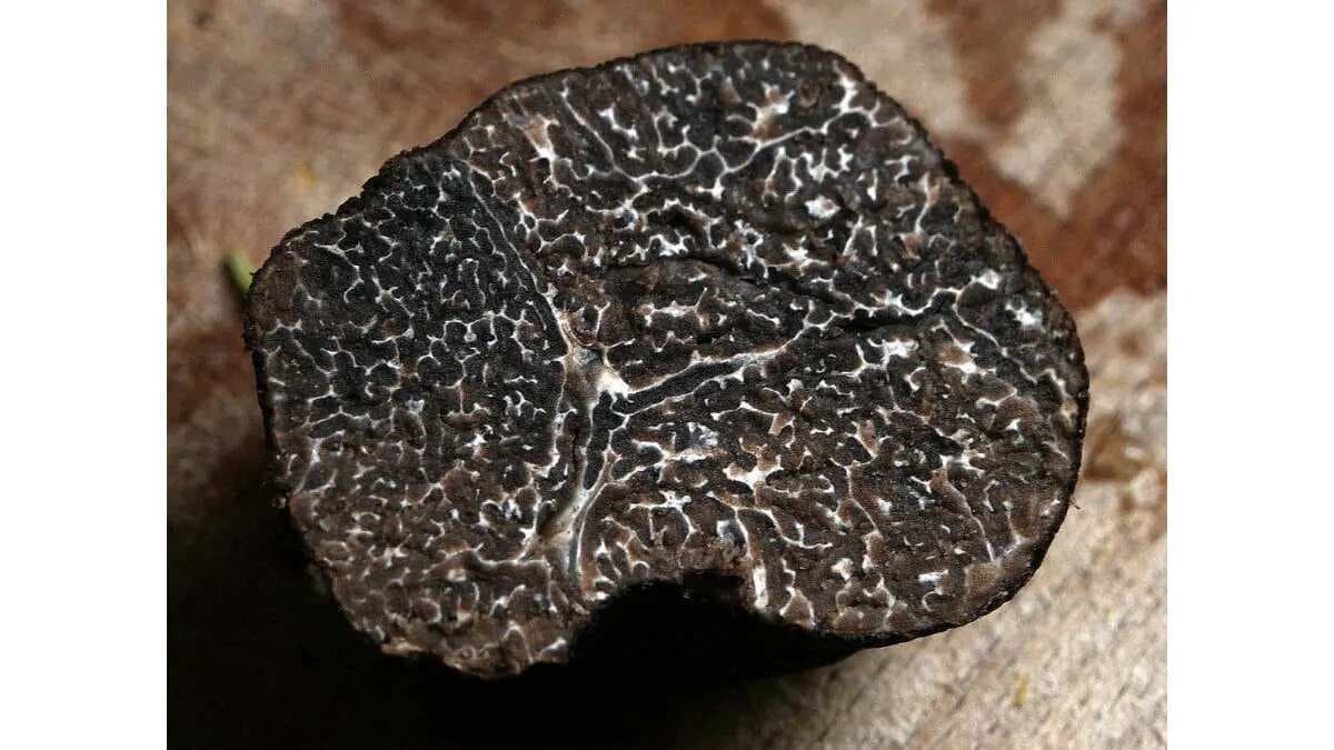 Truffle Temptations: Discover Flavours Of The Gourmet Fungi