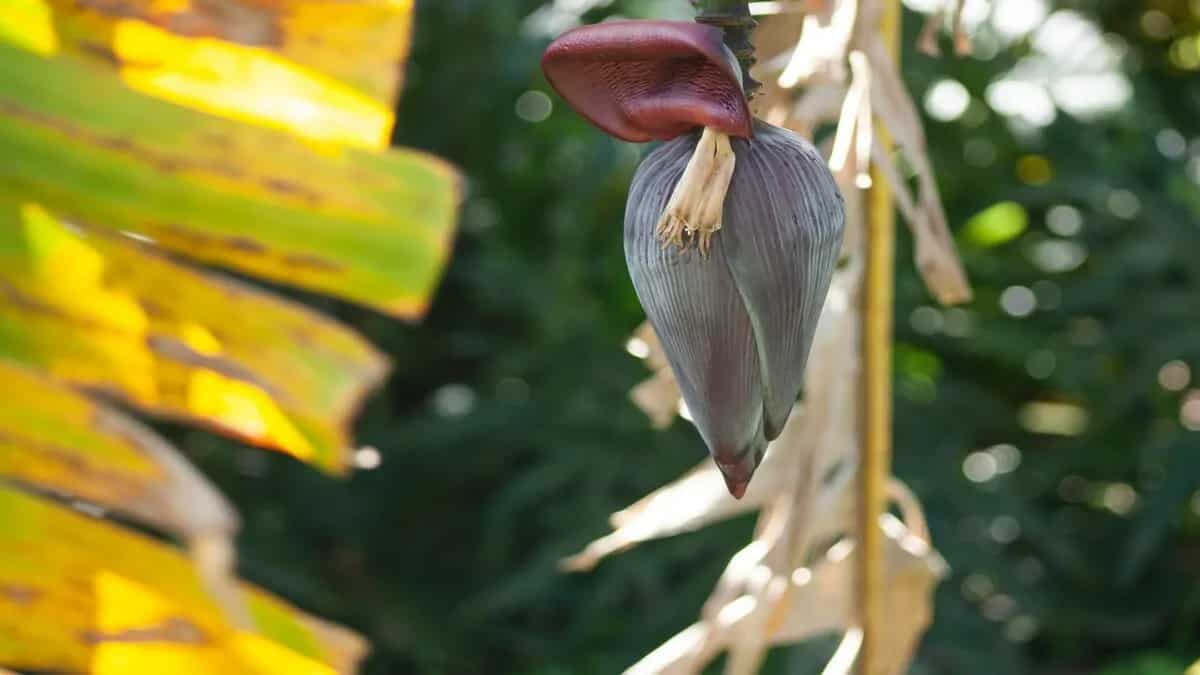 6 Dishes To Make With Banana Flowers