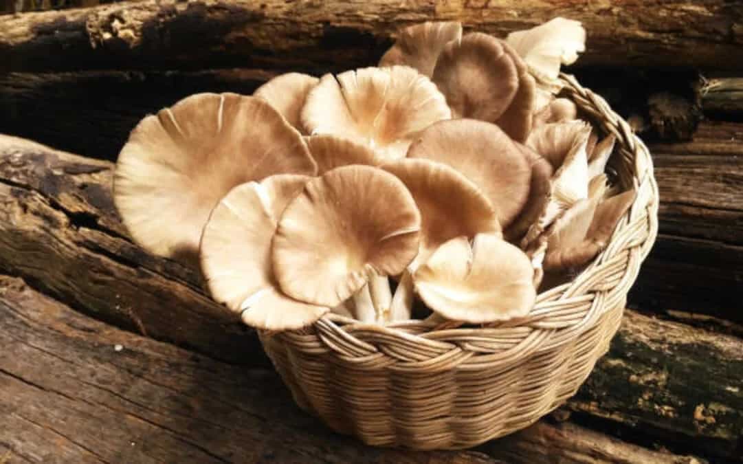 7 Tasty Oyster Mushroom Delicacies To Try