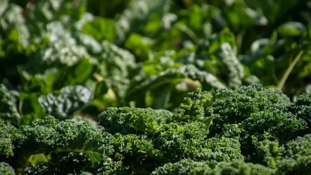 How To Grow Broccoli From Seeds? Tips And Hacks