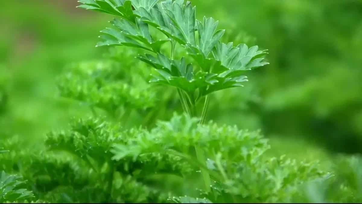 How To Grow Parsley? Care Tips And Hacks For Your Herb Garden