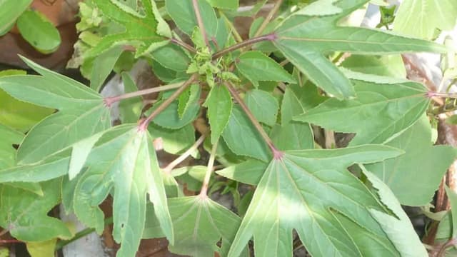 5 Delicious Recipes With Gongura Leaves To Try This Winter