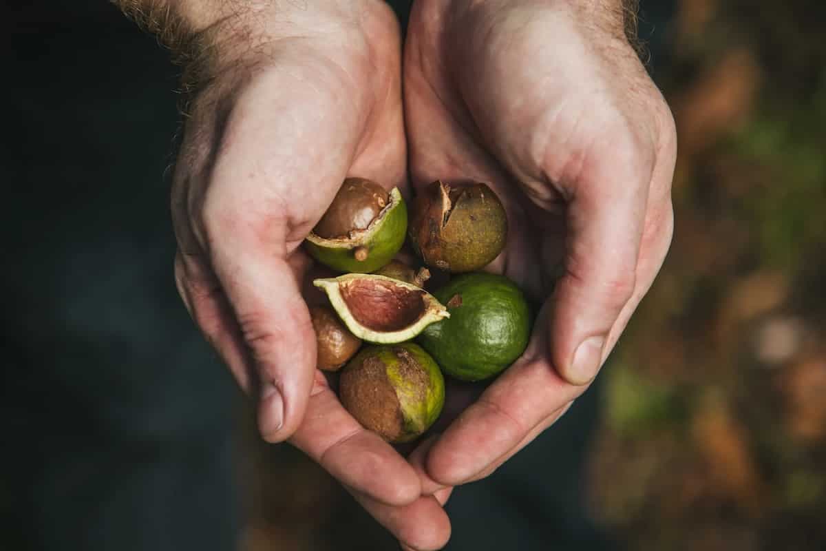 5 Health Benefits Of Macadamia Nuts