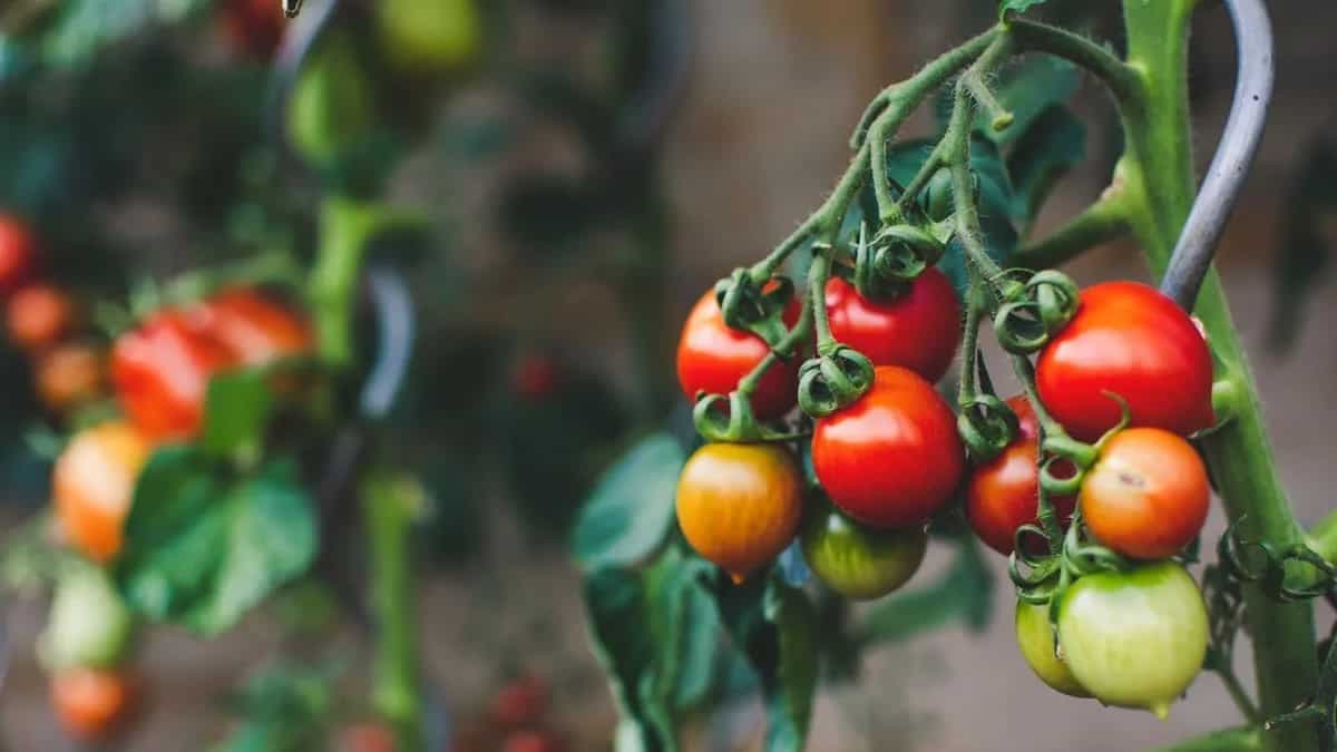 5 Benefits Of Tomato: From Enhanced Vision To Cancer Prevention