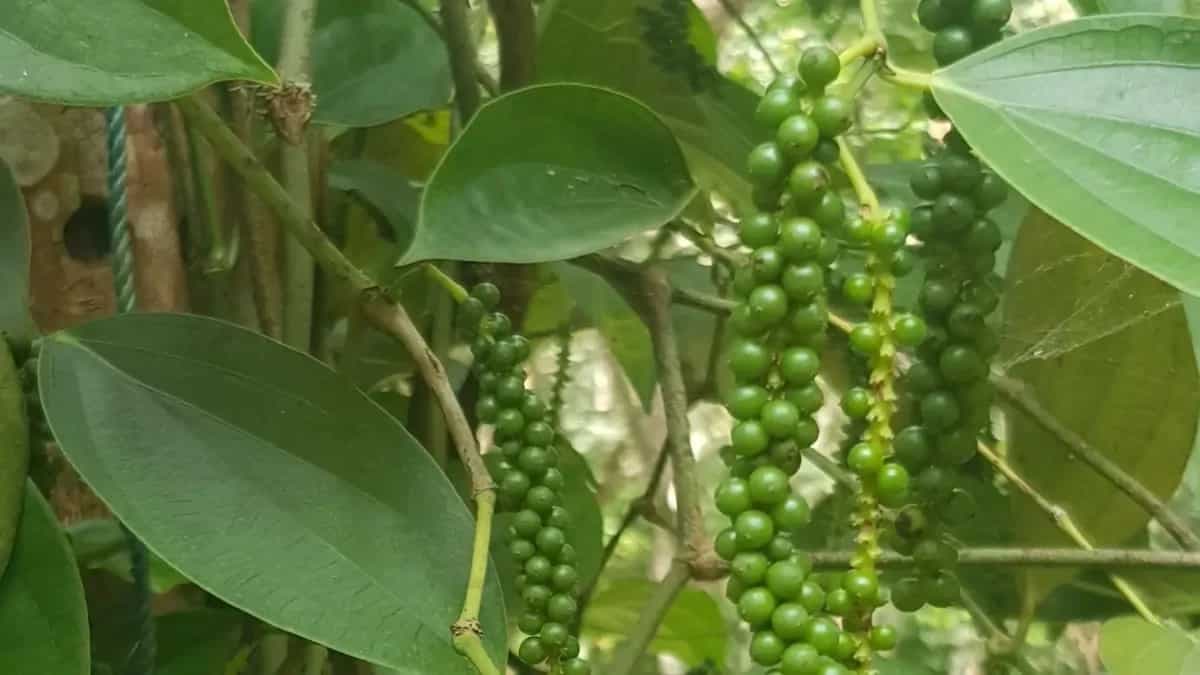 Tips To Grow Black Pepper In Your Kitchen Garden