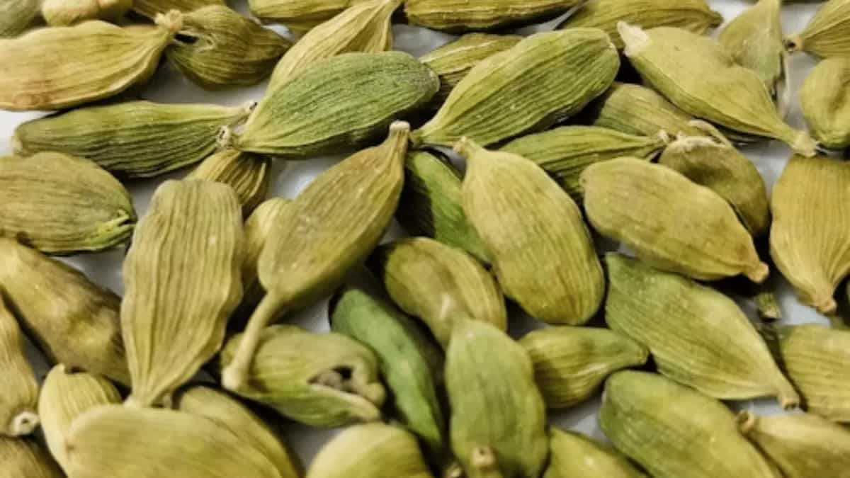 Elaichi Planting Tips: Know How To Grow Cardamom In Home Garden