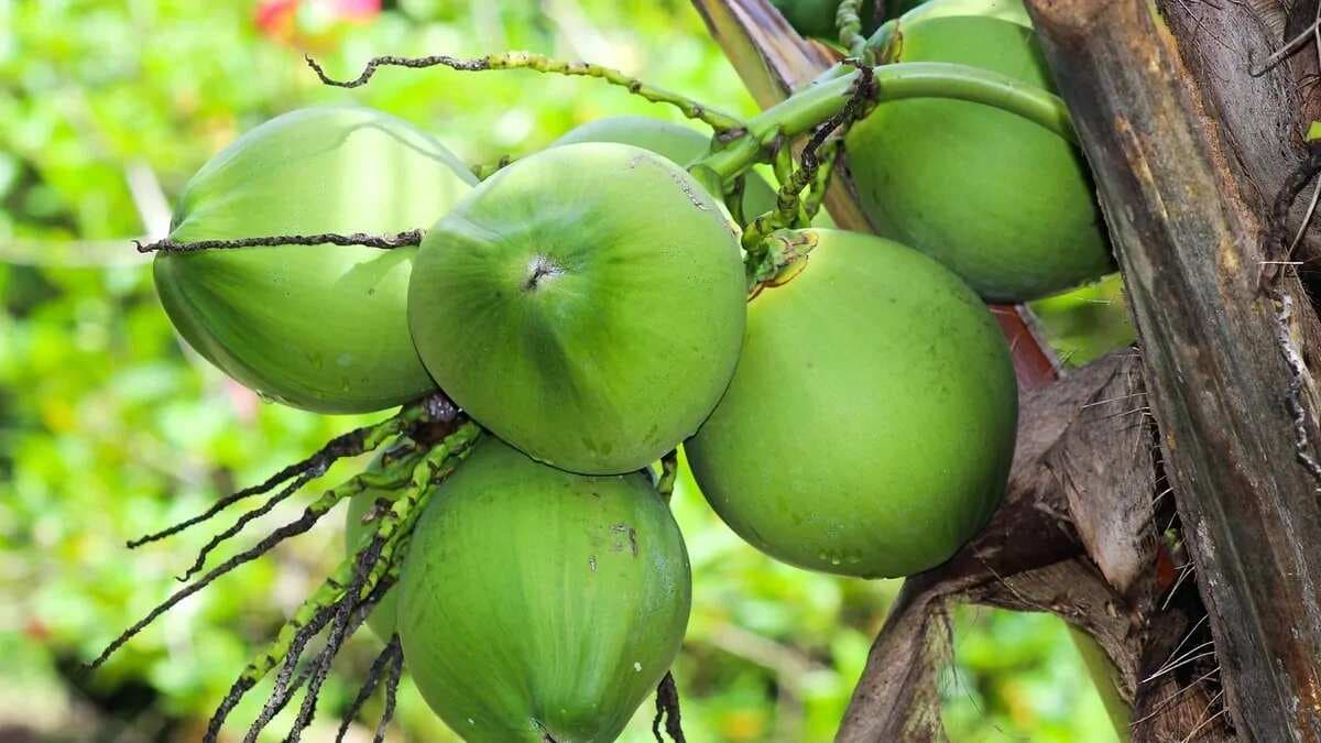 Coconut Vs. Cashew Feni; Which One Reigns Supreme?