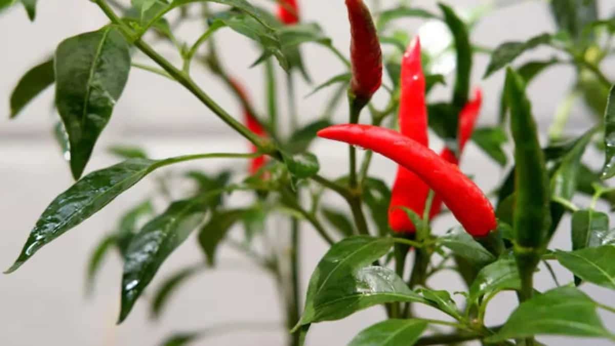 How To Grow Chilli Pepper Plants At Home