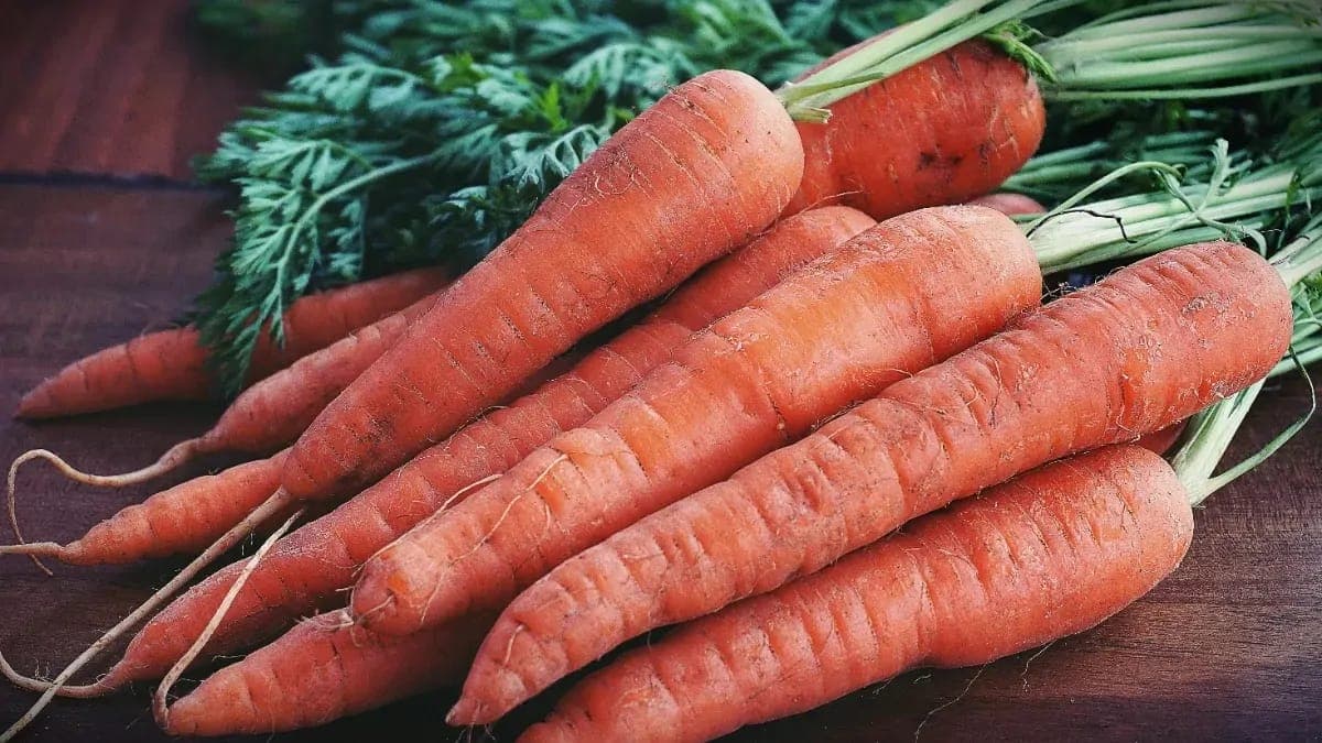 How To Grow Carrots In Containers? Step-By-Step Guide