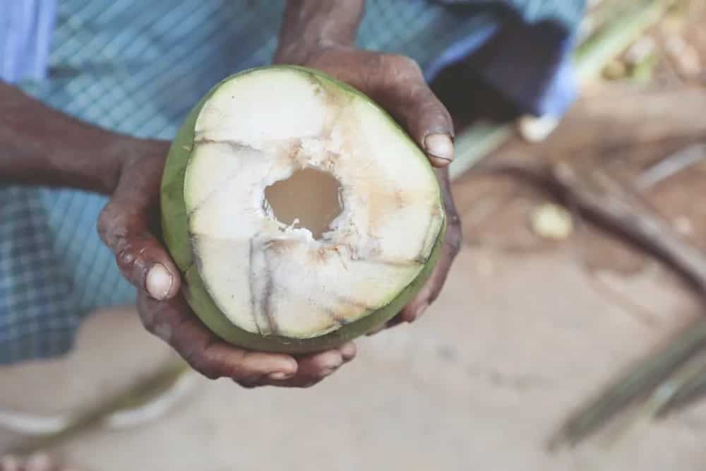Drinking Coconut Water? Here’s How To Pick The Tender Coconut 