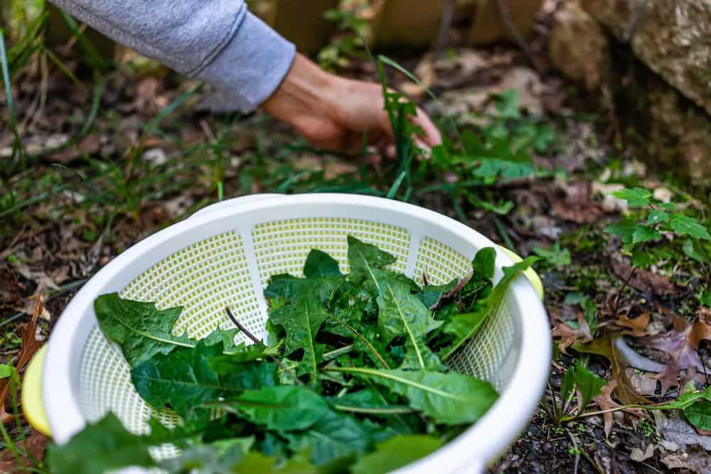 Foraged Food: Essential Guide To Enjoy The Nature’s Bounty  