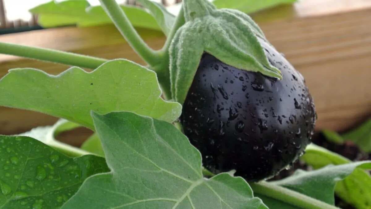 Growing Brinjal At Home: Essential Tips To Keep In Mind 