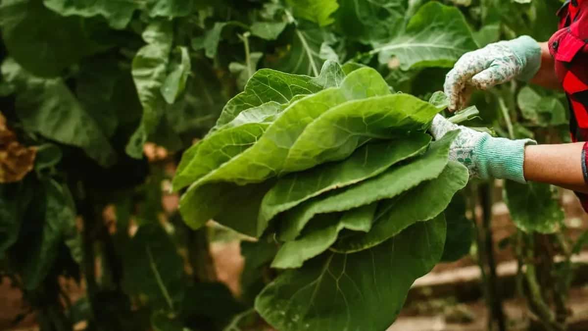 Growing Collard Greens: Care Tips, Hacks And Guide 101