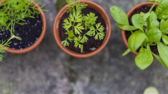 Kitchen Garden Essentials: Best Herbs To Plant This Winter