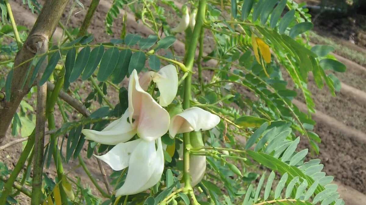 Delicious Bok Phool Recipes From Bengali Cuisine To Savour