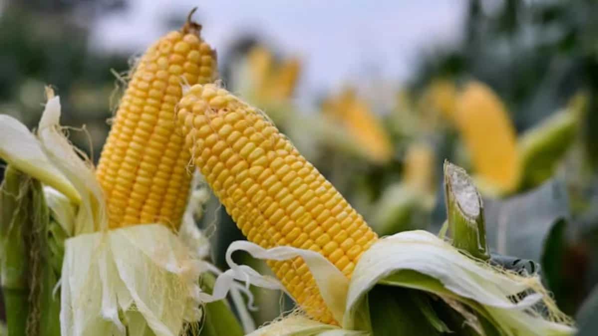 How To Grow Sweet Corn From Seeds In Your Kitchen Garden