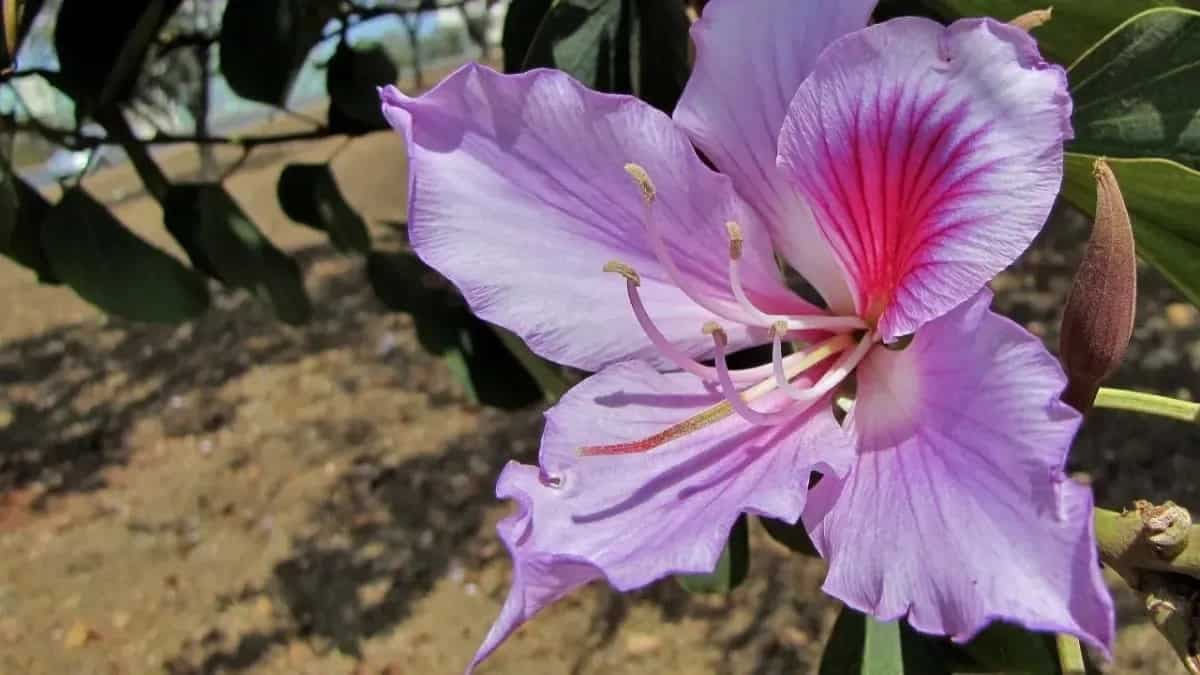 Local Edible Flowers In Monsoon Found In Jharkhand 