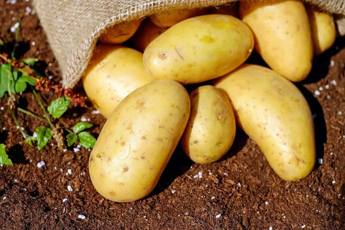 Potato Meets India: How The Veggie Rules Our Foodie Hearts