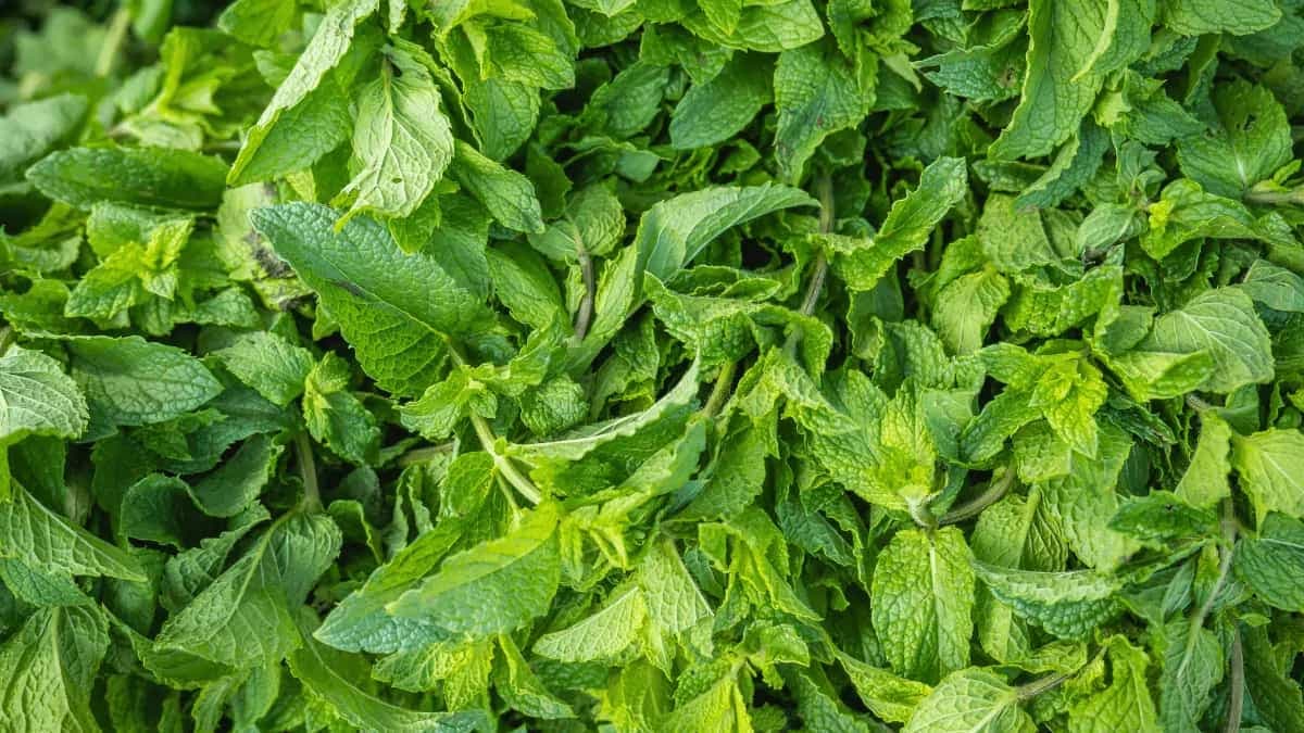 Are Mint And Peppermint The Same? Know The Difference