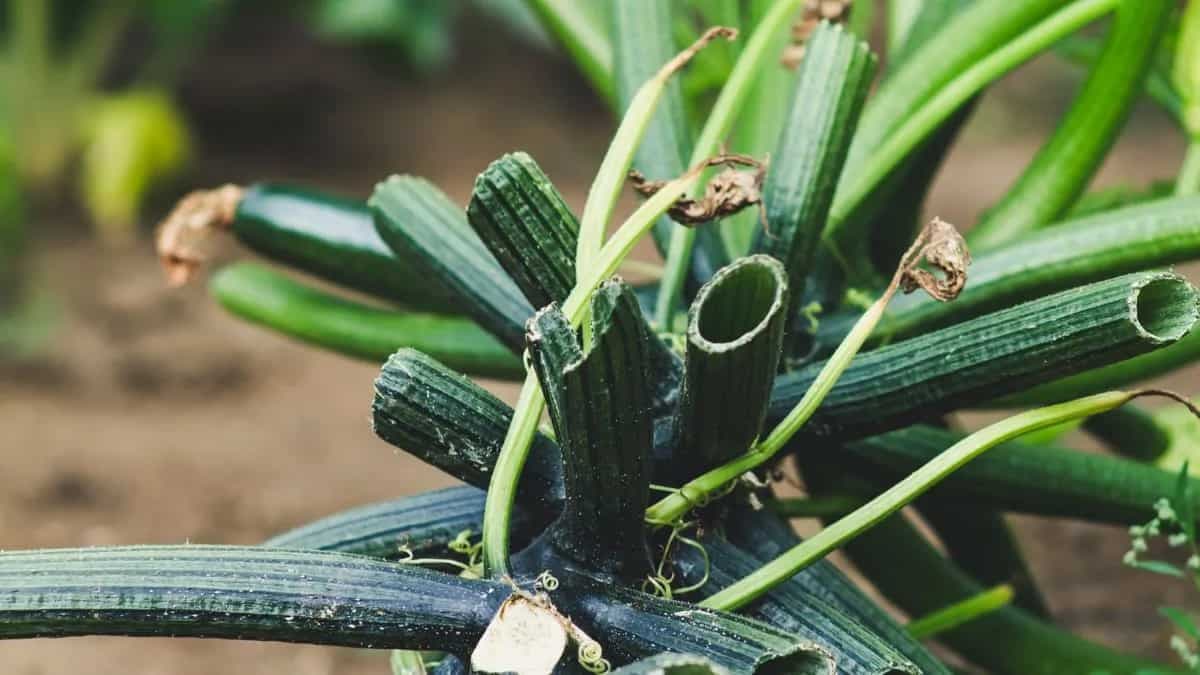 Growing Zucchini At Home: Essential Tips To Keep In Mind