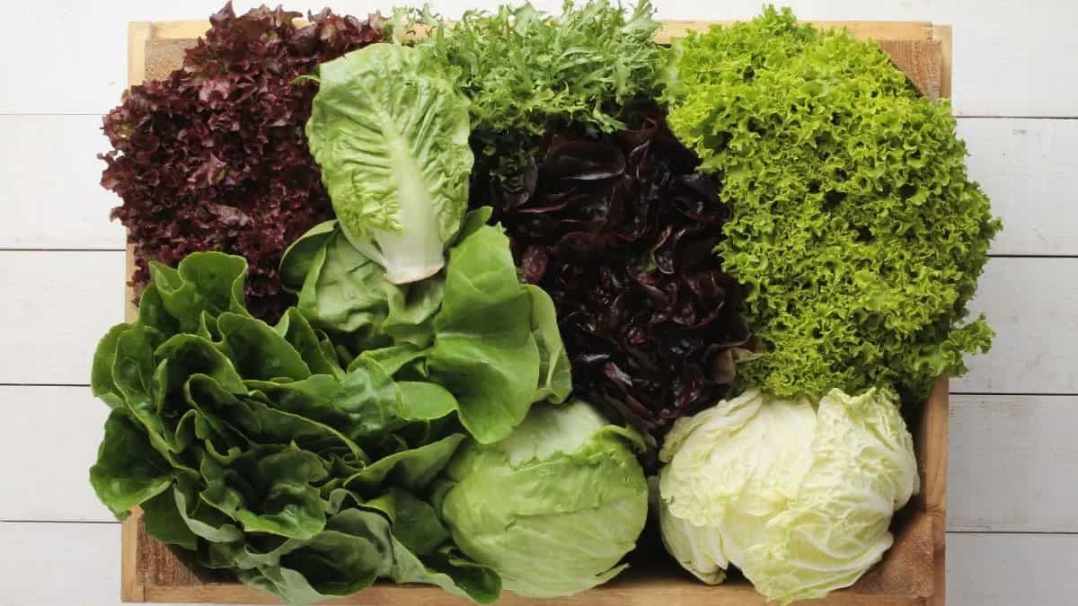 7 Different Types Of Lettuce And Where To Use Them