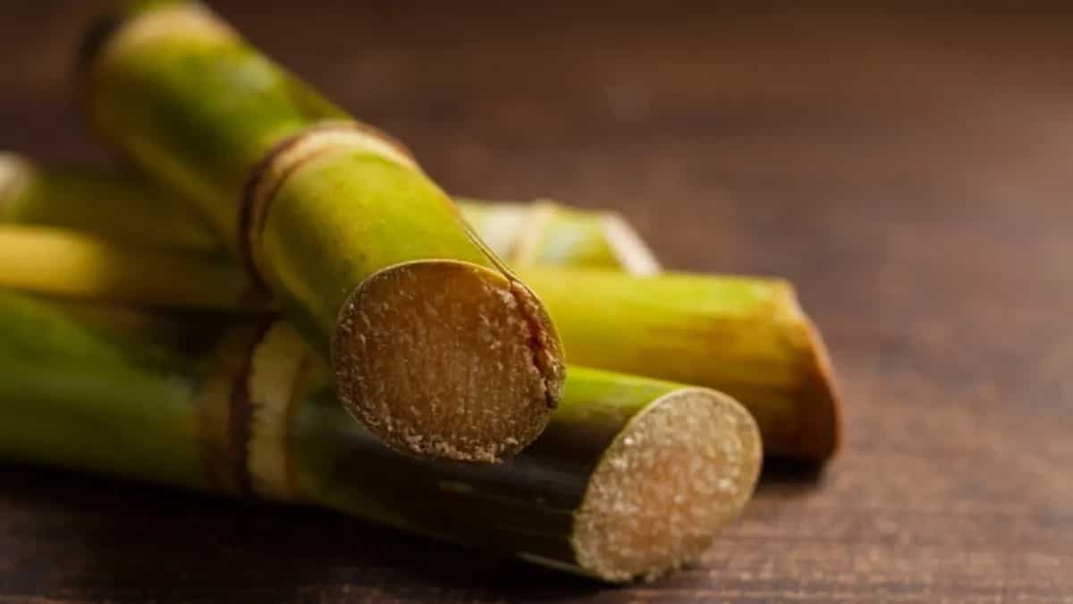 Want To Grow Sugar Cane? Here's A Step-By-Step Guide