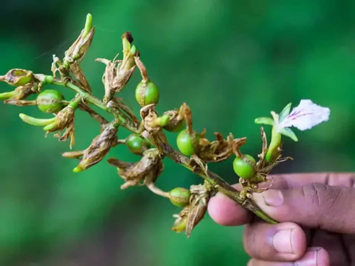 A Beginner's Guide To Growing Green Cardamom In Your Home Garden