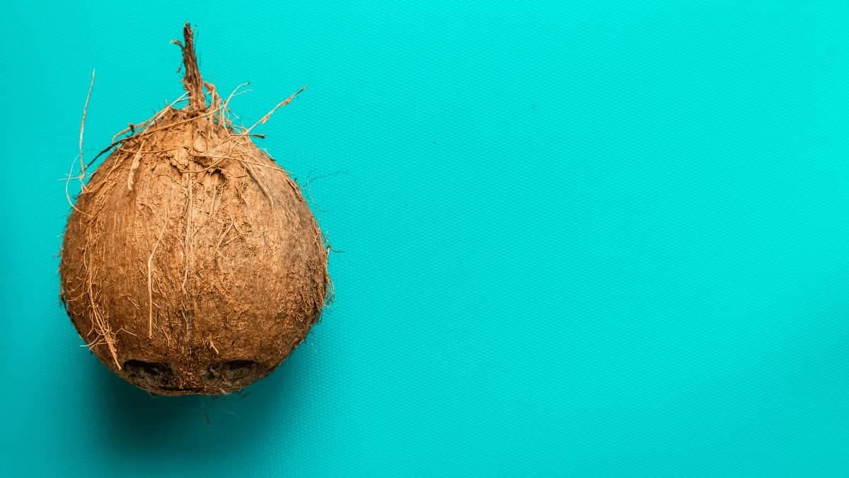 World Coconut Day: The History, Significance And Importance