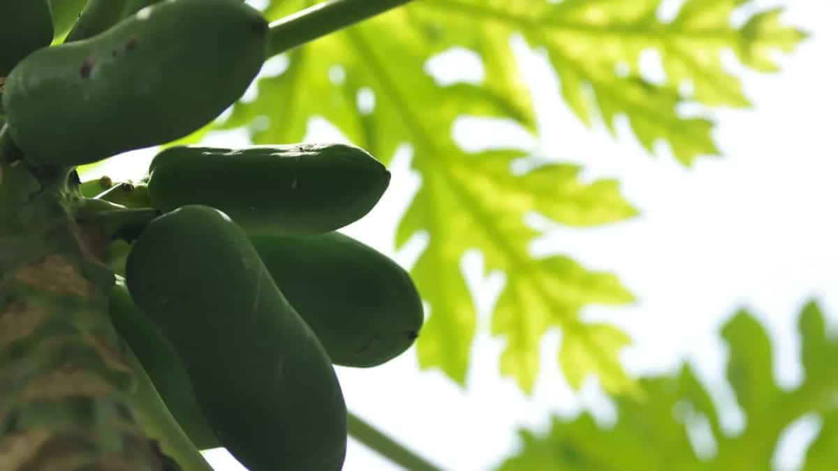 Growing Papaya In Pots: Essential Tips For Urban Gardeners