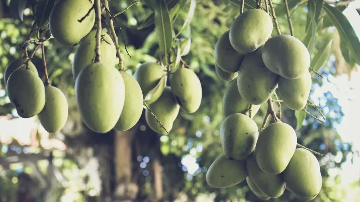 6 Easy Ways To Find Out If Your Mangoes Chemical-Free
