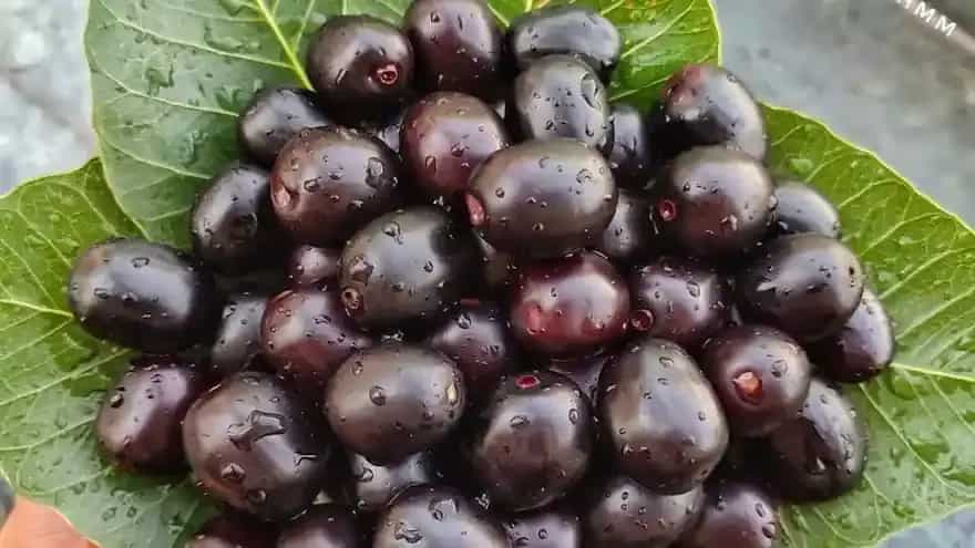 Jamun Vs Berries: Which Is The Healthiest Summer Fruit?
