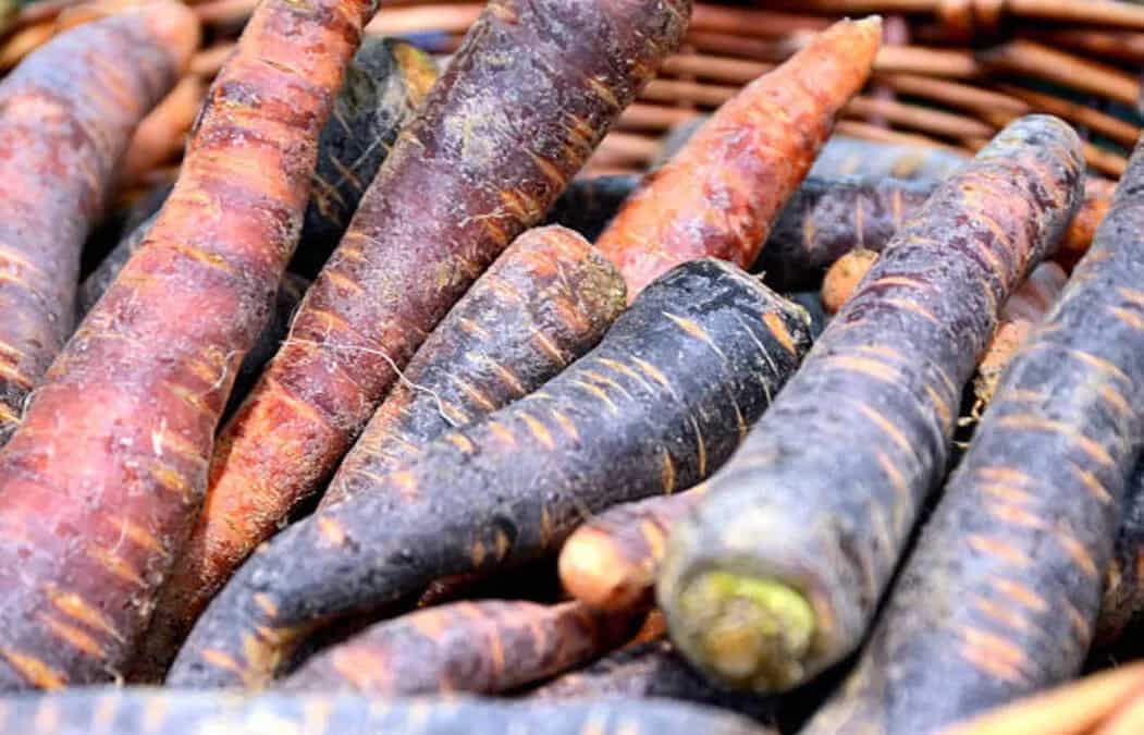 The 8 Health Benefits of Including Black Carrots In Our Diet