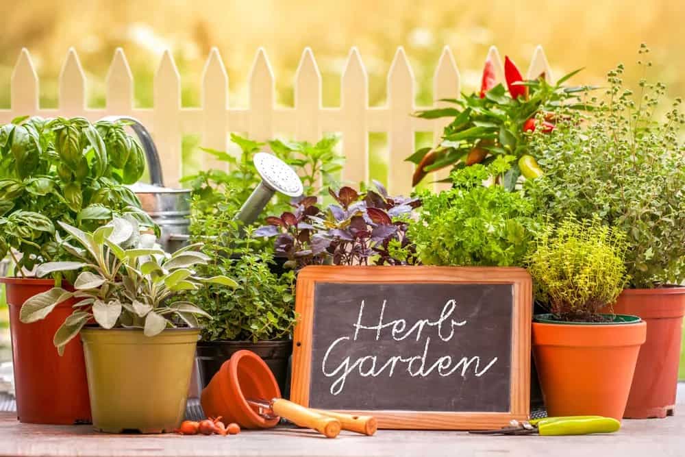 Start Your Own Herb Garden With These Tips