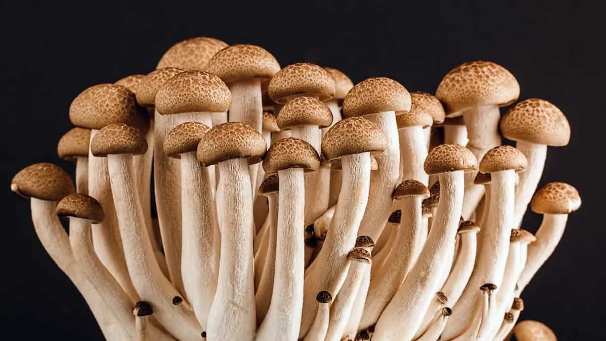 Gucchi To Morel: 6 Most Expensive Mushrooms In The World