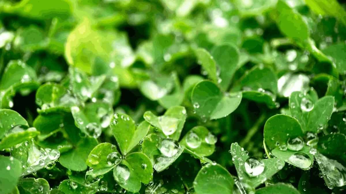 Growing Watercress In Containers: Tips For Urban Gardeners