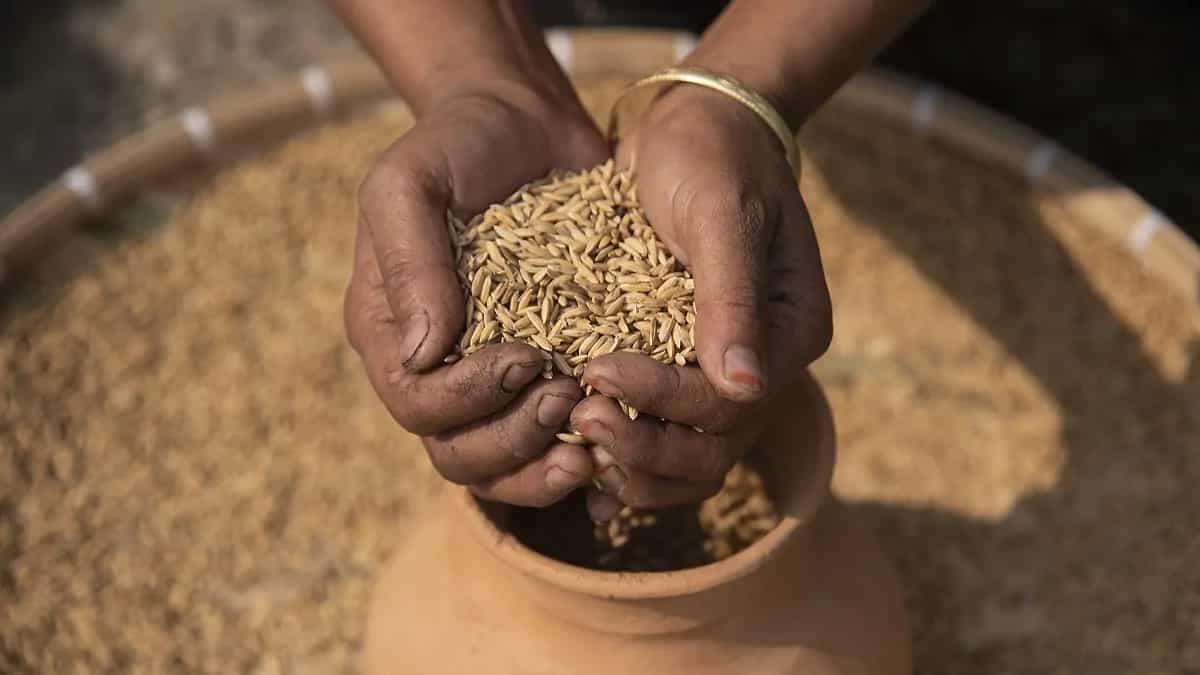 Rice-ing To The Rescue: Annapurna Seed Library's Grain Gains