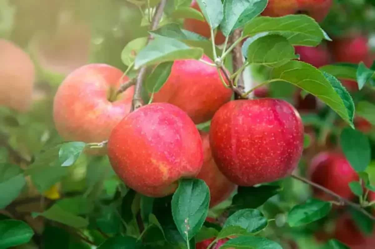 How To Grow Apples In Your Home Garden? A Comprehensive Guide