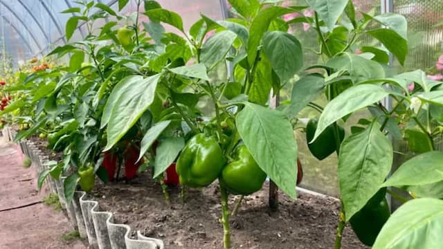 How To Grow Sweet Peppers At Home: A Guide For Beginners