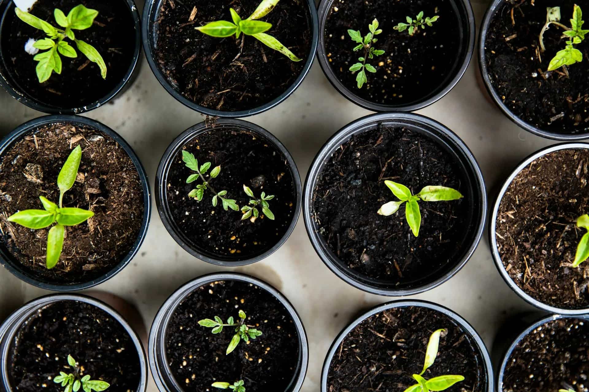 What Is A Kitchen Garden? Tips To Grow Your Fresh Produce