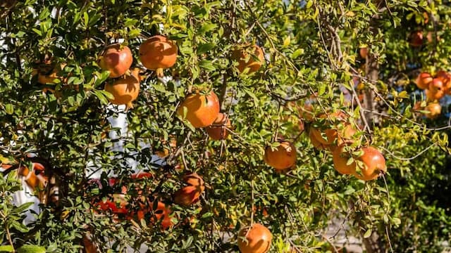 How To Grow Juicy Pomegranates In Your Backyard? Tips And Tricks