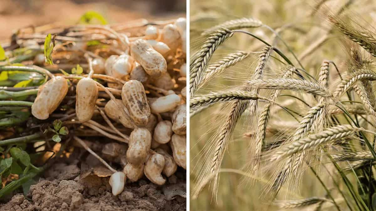 Rabi Crops Vs. Kharif Crops; Know The Difference