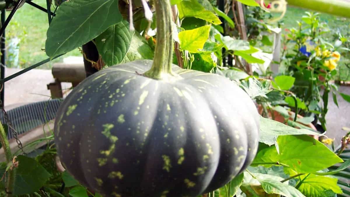 Growing Pumpkins: Essential Tips To Keep In Mind 