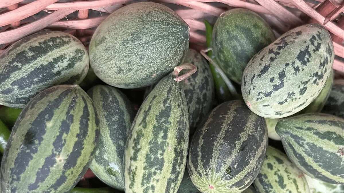 Kachri: The Wild Melon Used In North Indian Cooking; Read More