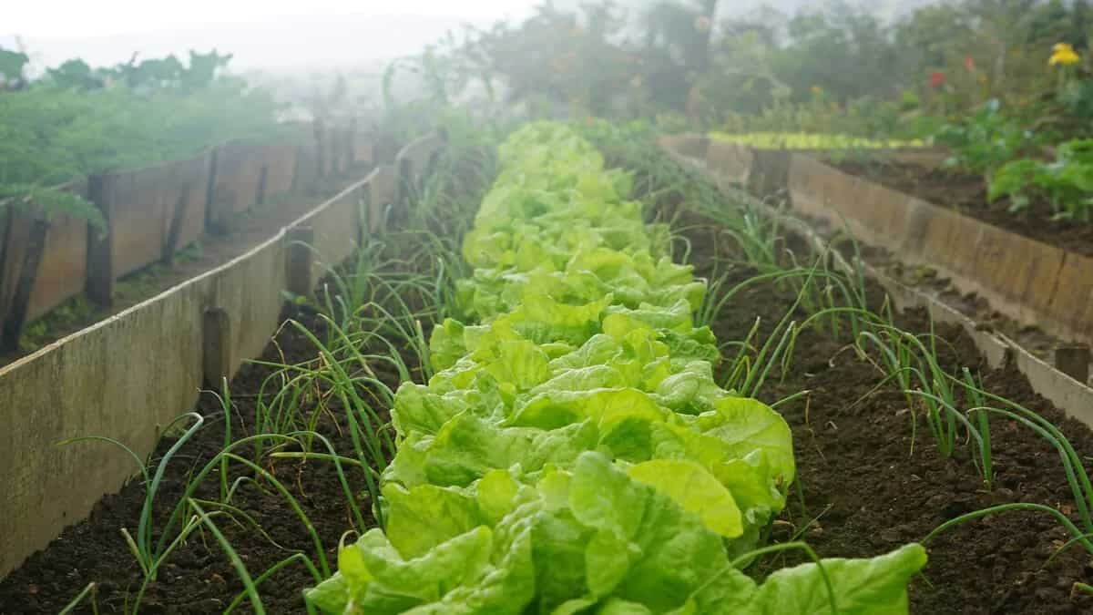 7 Types Of Lettuce You Find Across The Globe