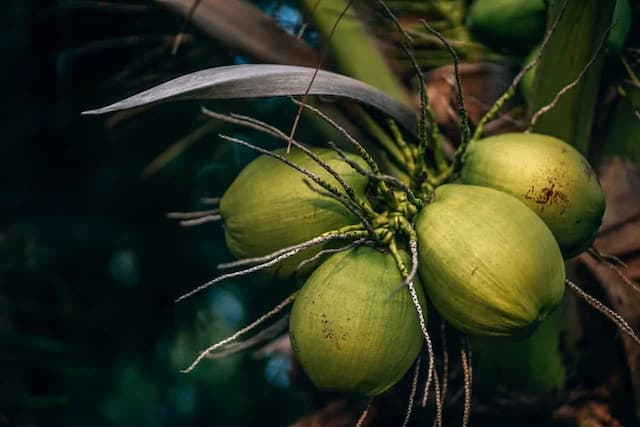 Know The History Of Coconut: How It Reached India 