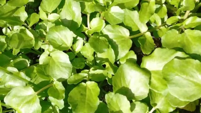 How To Grow Watercress In Your Garden? Step-By-Step Guide