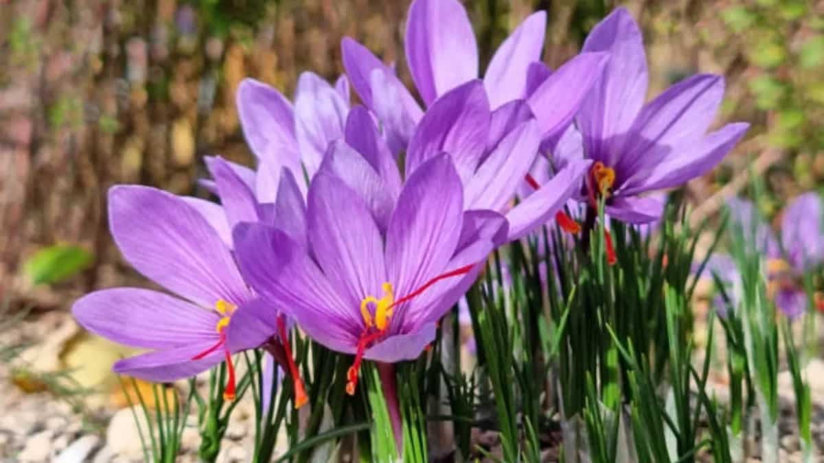 A Simple Guide To Growing Saffron At Home